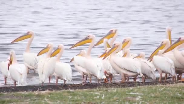 Rebanho de pelicanos na costa, Quênia — Vídeo de Stock