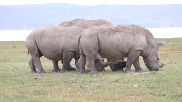 Drei Nashörner fressen Gras, Kenia — Stockvideo