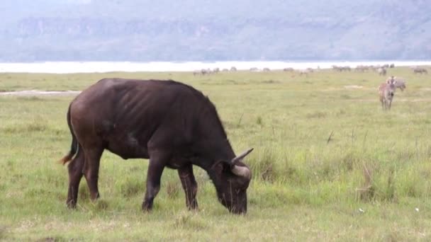 Toro negro mastica hierba, Kenia — Vídeo de stock