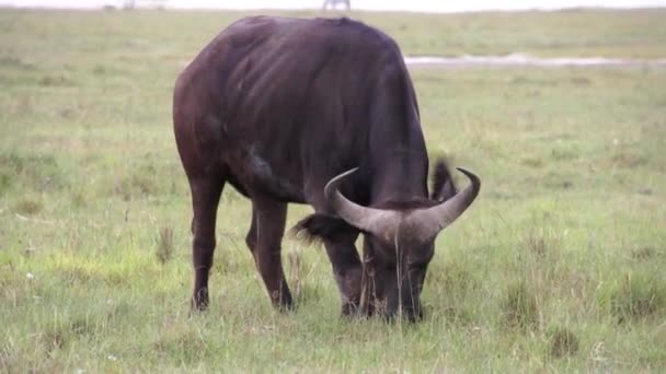 Toro negro mastica hierba, Kenia — Vídeo de stock