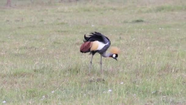 Kruunattu Crane syö ruohoa, Kenia — kuvapankkivideo
