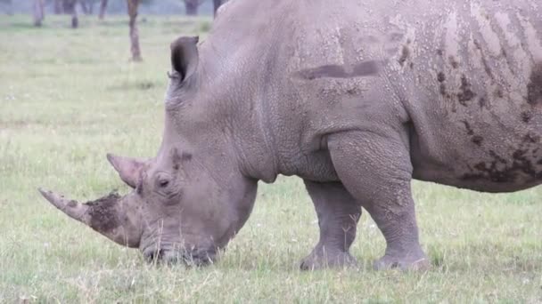 Großes Nashorn kaut Gras, Kenya — Stockvideo