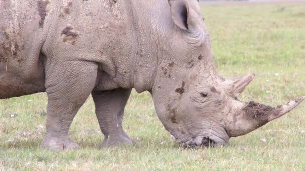 Grande rinoceronte che mastica erba, Kenya — Video Stock