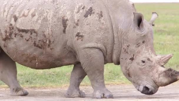 Grote rhino kauwen gras, Kenia — Stockvideo