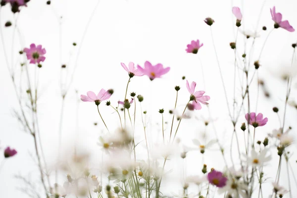 Cosmos Rosados Flores Jardín Cerca — Foto de Stock