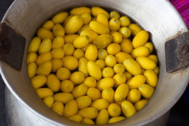 İpek solucan koza görüntüsünü