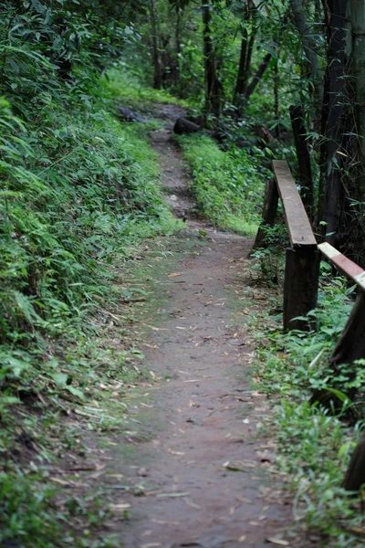 Sendero de senderismo en el bosque — Foto de Stock