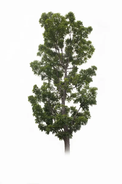 Hermoso árbol verde sobre un fondo blanco — Foto de Stock