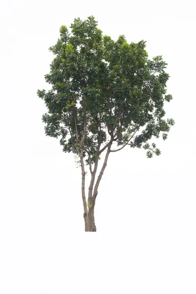 Wunderschöner grüner Baum auf weißem Hintergrund — Stockfoto