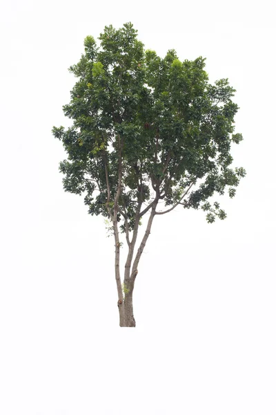 Prachtige groene boom op een witte achtergrond — Stockfoto