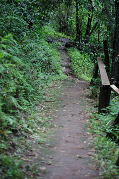 Hiking trail in the woods — Stock Photo, Image