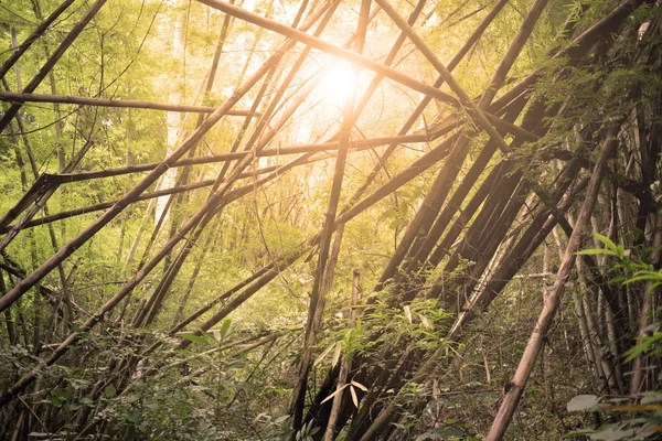 Bamboe groene bos achtergrond — Stockfoto