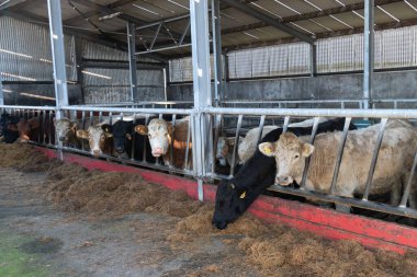 İrlanda 'da samanla beslenen küçük bir çiftlikteki boğalar