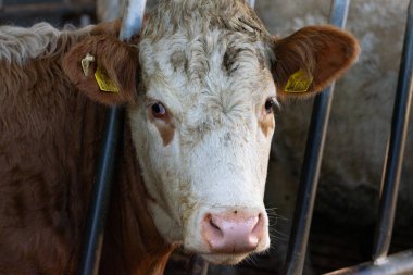 İnek çiftlikte çekilmiş, yakın çekim.