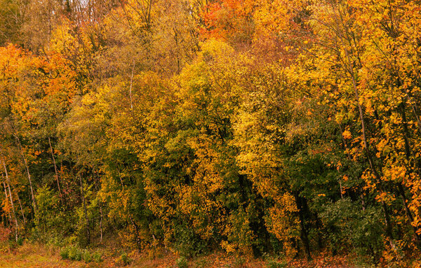 Colorful view of the autumn forest