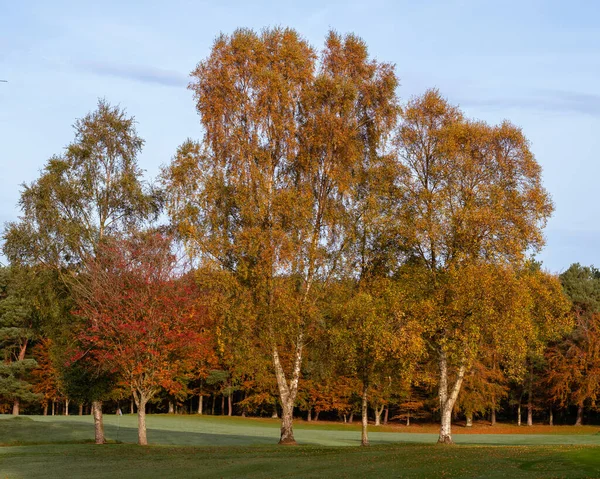 Drei Birken Herbstfarben Auf Dem Übungsplatz Des Royal Curragh Golfclubs — Stockfoto
