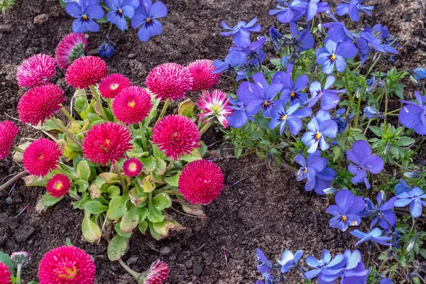 Весной Цветут Английские Ромашки Голубые Пасибы Цветочном Горшке — стоковое фото