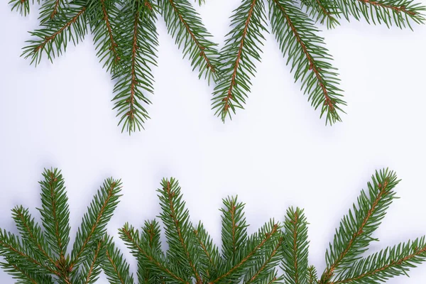 Fenyőfa ágak fehér szilárd háttér, elszigetelt. — Stock Fotó