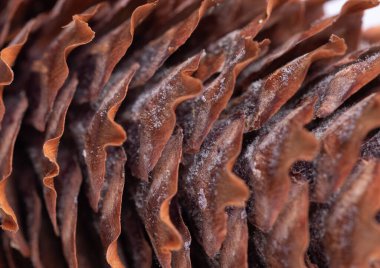 The fir tree cone close up, macro with mould growing inside