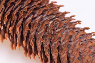 The fir tree cone close up, macro with mould growing inside