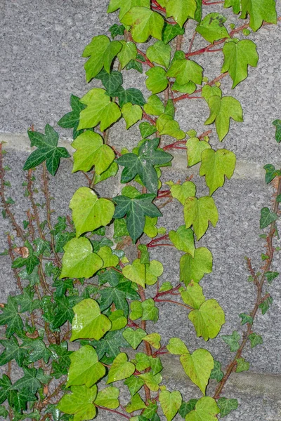 Vihreä muratti viiniköynnöksen kasvi betonilohkon seinällä . — kuvapankkivalokuva