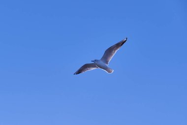 Mavi gökyüzünde geniş kanatlı bir martı uçuşu.