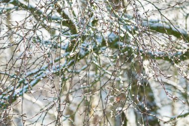 Soğuk bir Ocak gününde, yapraksız kar yaprak döken ağaçlar ve çalılar mavi gökyüzünün arka planında..