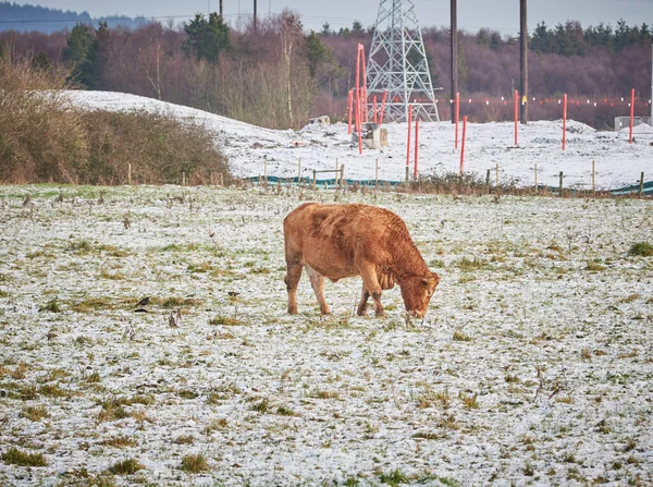 Junge Kuh weidet im Schnee auf Ackerland im Winter mit Baustelle hinter dem Feld. — Stockfoto