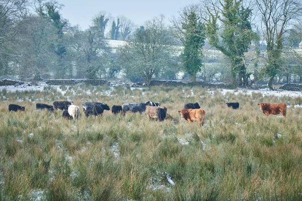 Zemědělská Půda Zimní Den Catle Pastvinách Zasněžené Louce — Stock fotografie