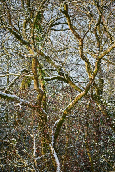 Neve Nua Sem Folhas Coberto Árvores Caducas Arbustos Dia Frio — Fotografia de Stock