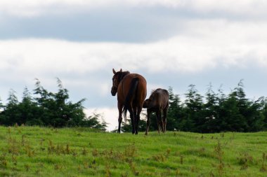 Karabasan, arka planda ormanla birlikte çayırda bir tay besliyor.