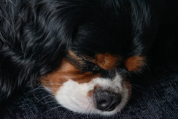 자고 있는 사랑 스러운 카발리에 왕 찰스 스패니얼의 초상화 — 스톡 사진