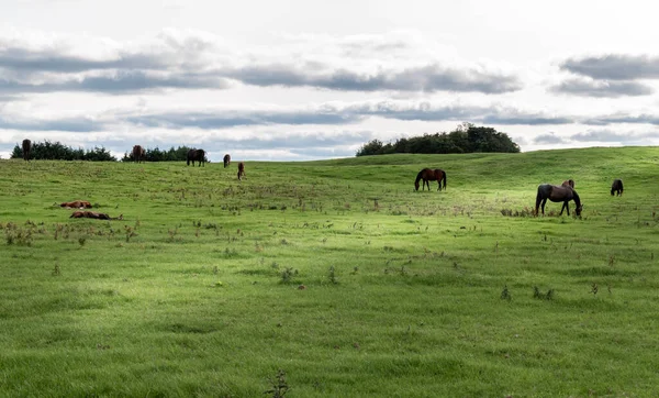 Bellissimo paesaggio di un prato con cavalli che pascolano e riposano sull'erba — Foto Stock