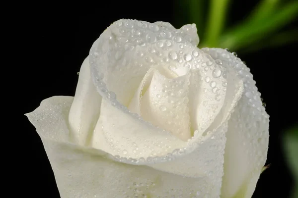 具有水滴的玫瑰花瓣 抽象的花卉背景 — 图库照片