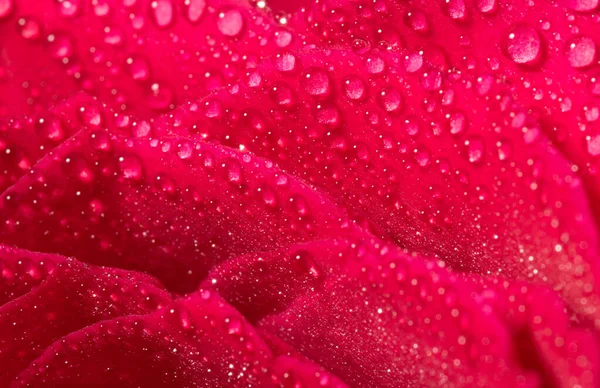 Pétale Fleur Rose Avec Des Gouttelettes Eau Fonds Floraux Abstraits — Photo