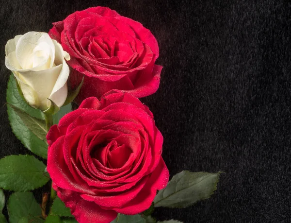 黑底白玫瑰和红玫瑰 有雾雨效果 — 图库照片