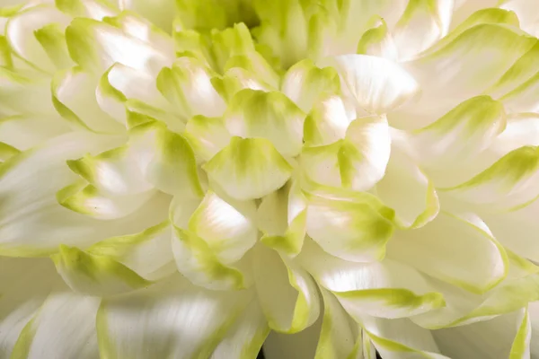 Gros plan doux de pétales de fleurs blanches Chrysant avec une teinte chaude — Photo