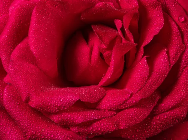 Makroaufnahme von Rosenblütenblatt, abstrakten floralen Hintergründen. — Stockfoto