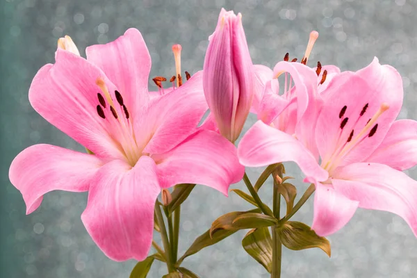 Beautiful flowers of lillies on colored background background. — Stock Photo, Image