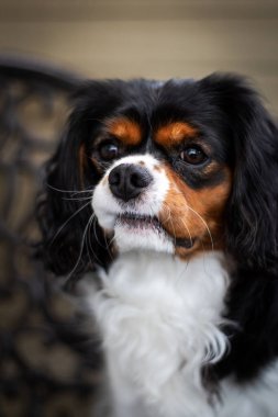 Şövalye Kral Charles Spaniel 'in tuhaf görünüşlü ve mavi arka planlı köpek portresi.
