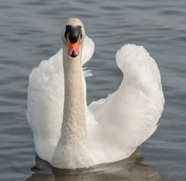 White swan in lake water. Swan in water. White swan in nature.
