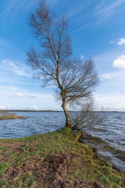 Göl kıyısında mavi gökyüzü ve dalgalı suları olan bir huş ağacı. İrlanda 'da ilkbahar başı.