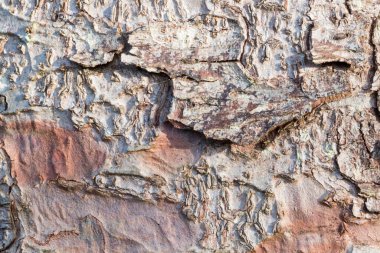 Spruce Tree makro shot kabuğu, doğal lihgt. Arkaplan ve dokular için.