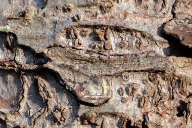 Spruce Tree makro shot kabuğu, doğal lihgt. Arkaplan ve dokular için.