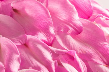 mor zambak yaprakları arkaplan bileşimi, kapatın.