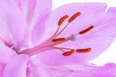 Makroda açan mor zambak çiçeğinin erkeklik organı..