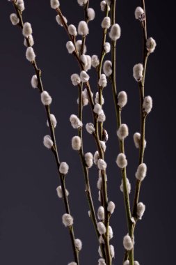 willow tree branches against darck background. Macro shot of pussy willow.