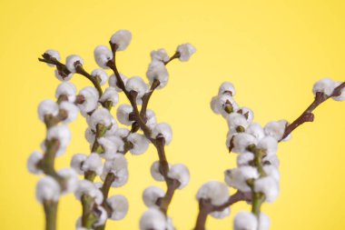 willow tree branch on colorful yellow background. Macro shot of pussy willow.