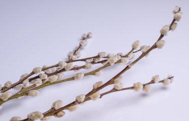 willow tree branches on white background. Macro shot of pussy willow.