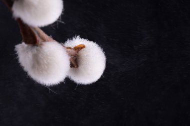 willow tree branch on black background. Macro shot of pussy willow.